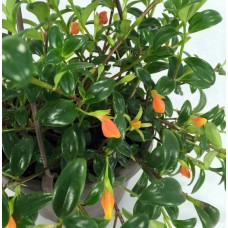 Ohio Grown Goldfish Plant - 6" Hanging Basket - Blooms Frequently!   
